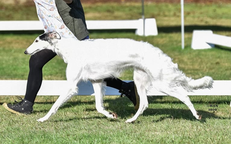 Fennel, a Borzoi tested with EmbarkVet.com