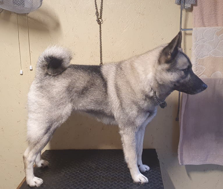 ALYS, a Norwegian Elkhound tested with EmbarkVet.com