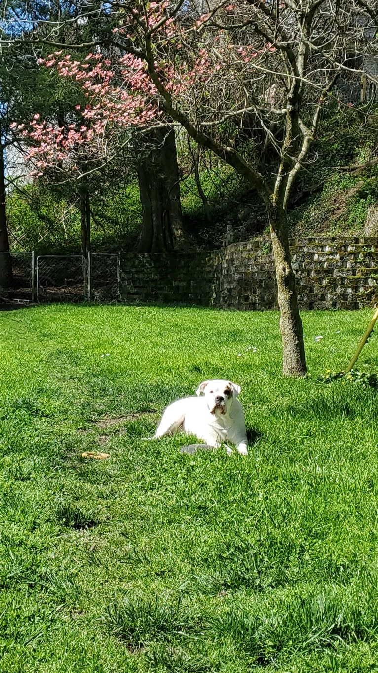Thorsen, a Boxer and Saint Bernard mix tested with EmbarkVet.com