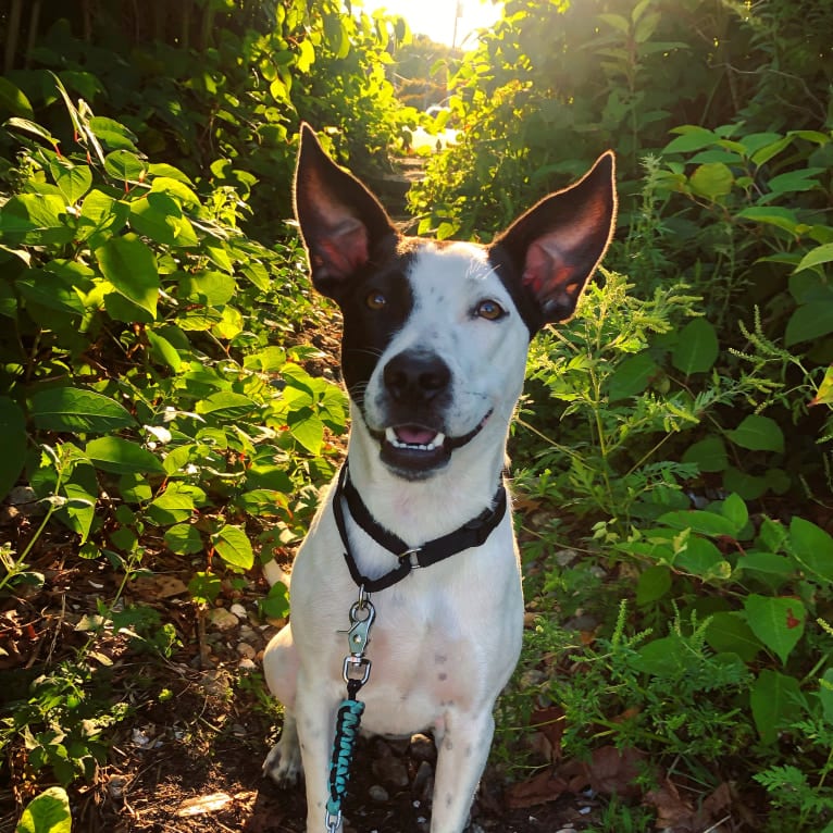 Merlin, an American Staffordshire Terrier and Australian Cattle Dog mix tested with EmbarkVet.com