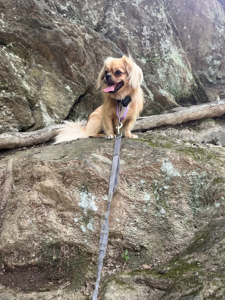 Jetsan, a Tibetan Spaniel tested with EmbarkVet.com