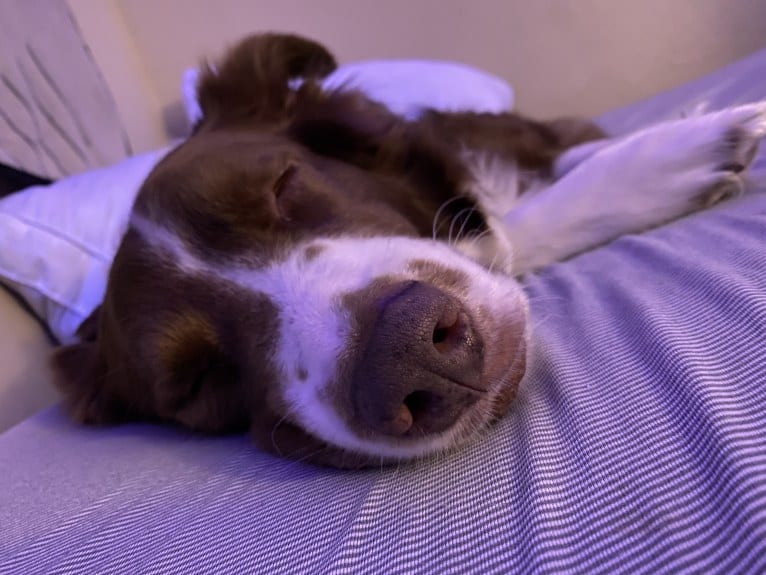 Christopher, an Australian Shepherd and Border Collie mix tested with EmbarkVet.com