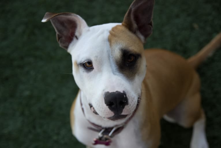 Harley, an American Pit Bull Terrier and Boxer mix tested with EmbarkVet.com