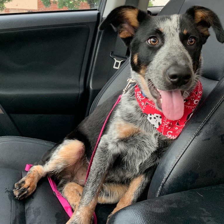 Theo, an Australian Cattle Dog and Border Collie mix tested with EmbarkVet.com