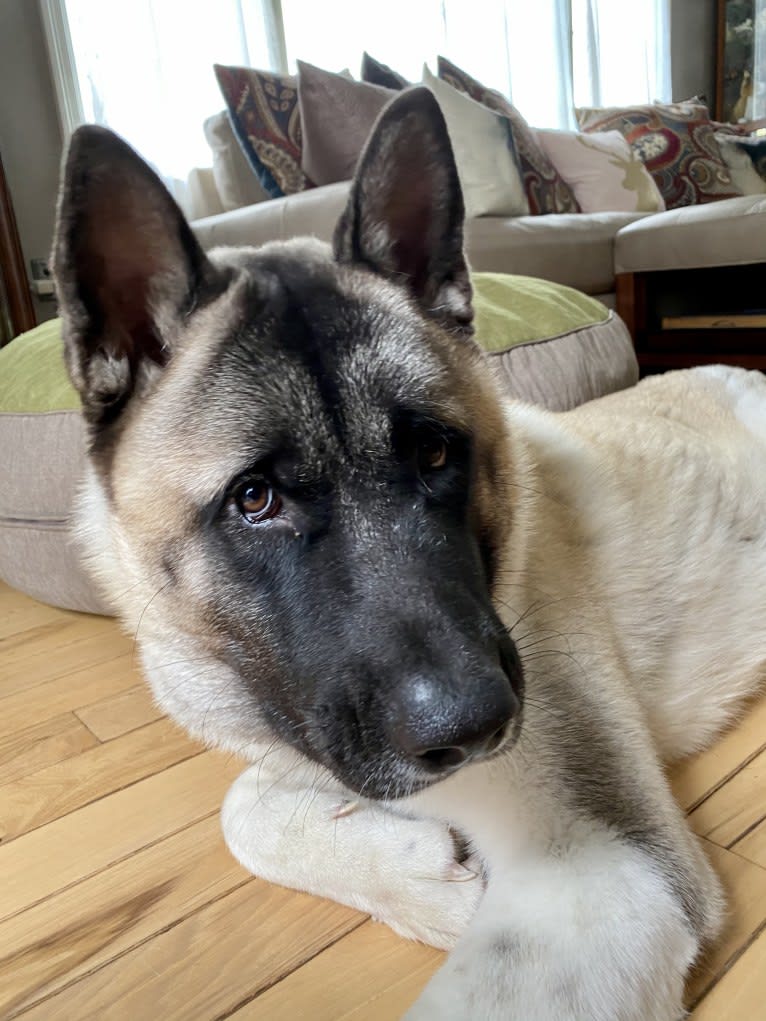 King, an Akita tested with EmbarkVet.com