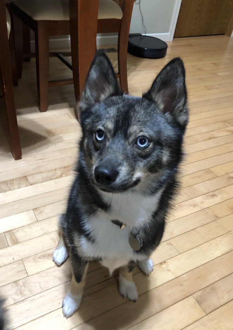 Jag, a Pomsky tested with EmbarkVet.com