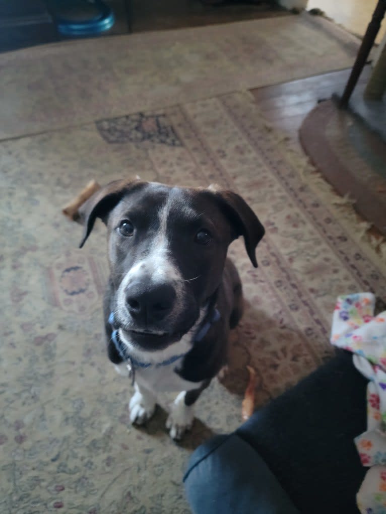 Boomer, an American Pit Bull Terrier and Labrador Retriever mix tested with EmbarkVet.com