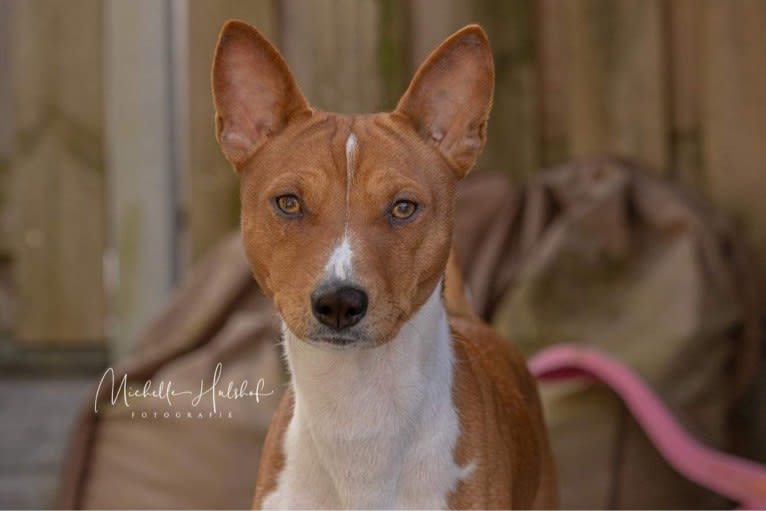 Dar Bony-Sona Cristofer Robin, a Basenji tested with EmbarkVet.com