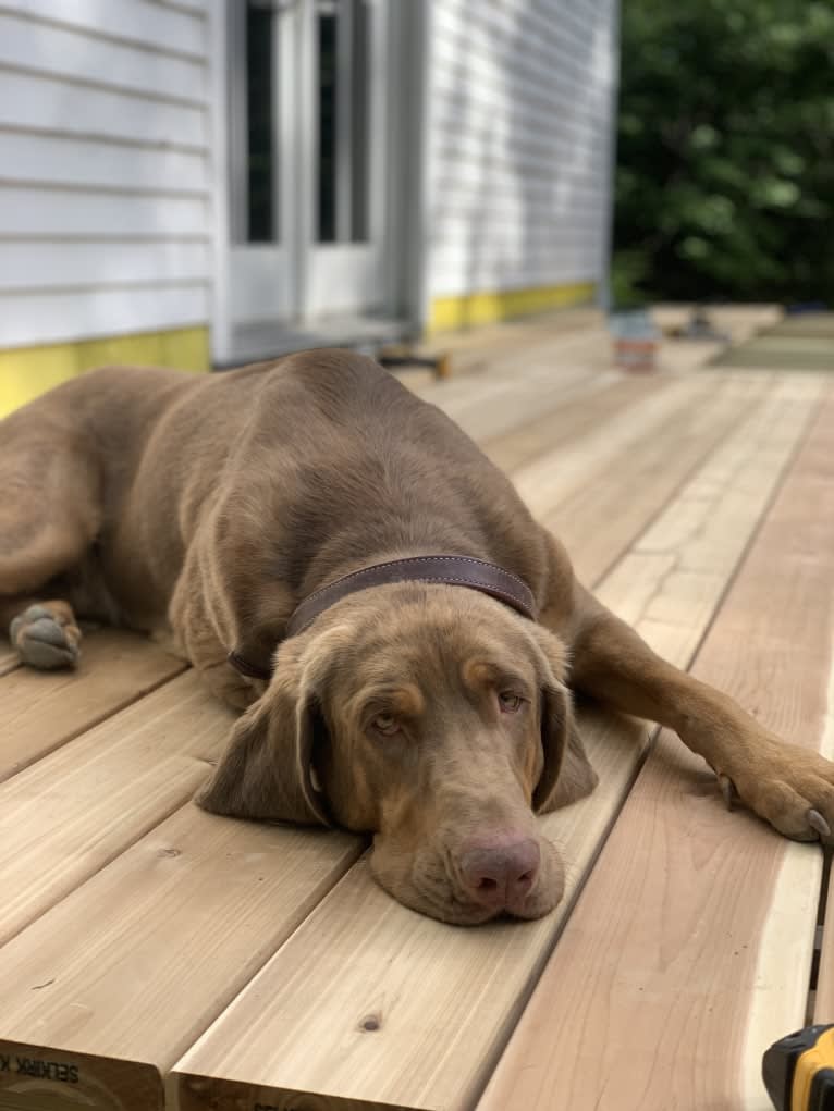 Abe, a Bloodhound and Labrador Retriever mix tested with EmbarkVet.com