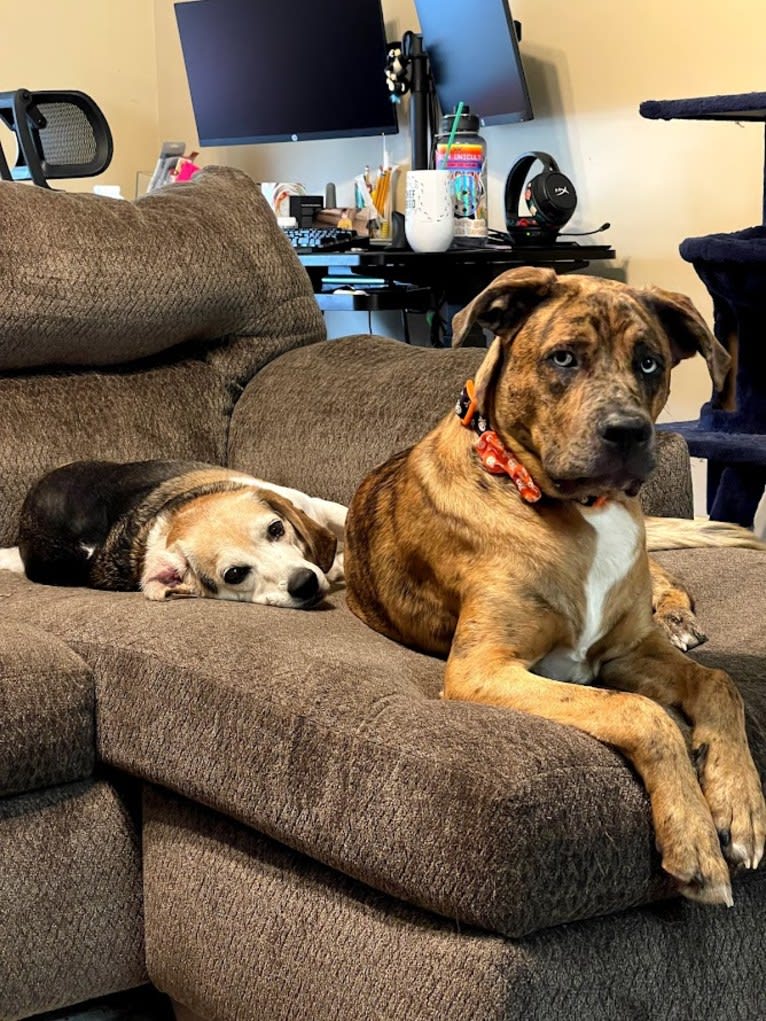 Dante, a Cane Corso and Australian Shepherd mix tested with EmbarkVet.com