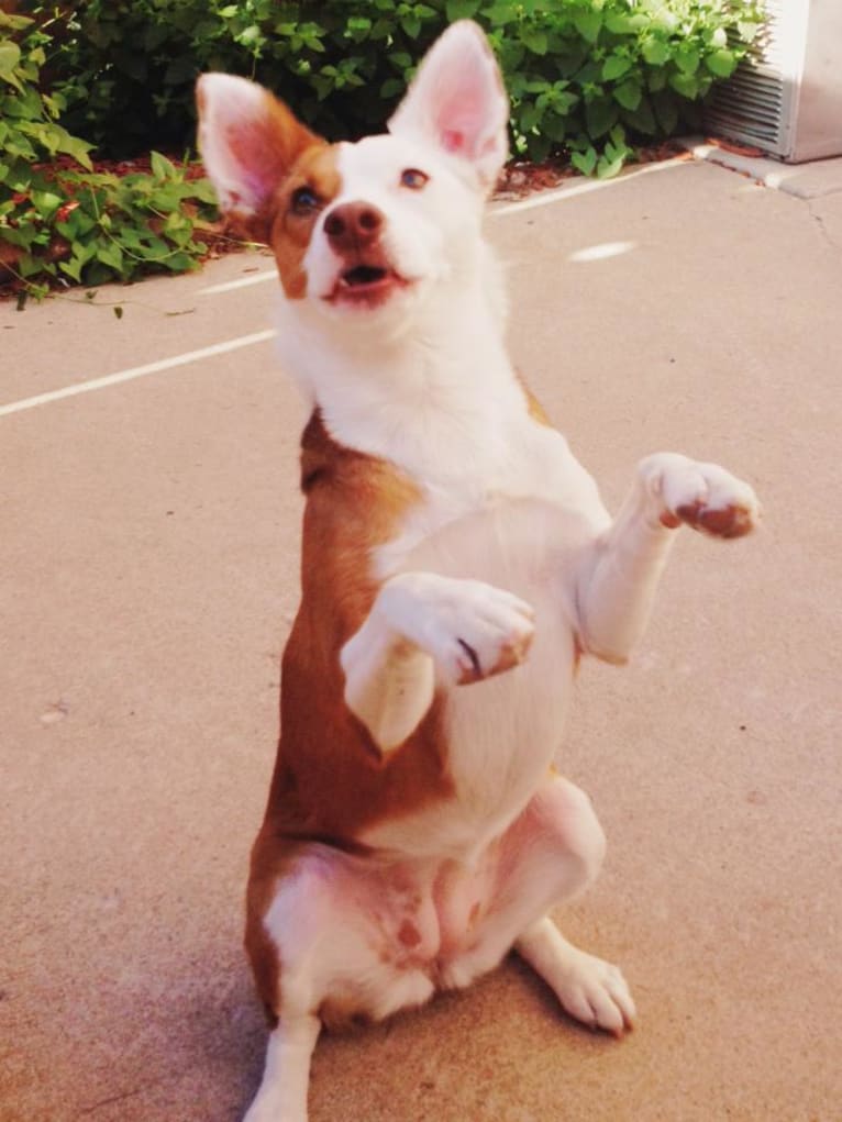 Ruby, a Rat Terrier and Border Collie mix tested with EmbarkVet.com