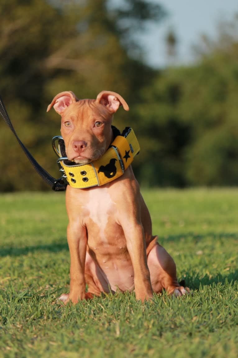 Revy, an American Pit Bull Terrier tested with EmbarkVet.com