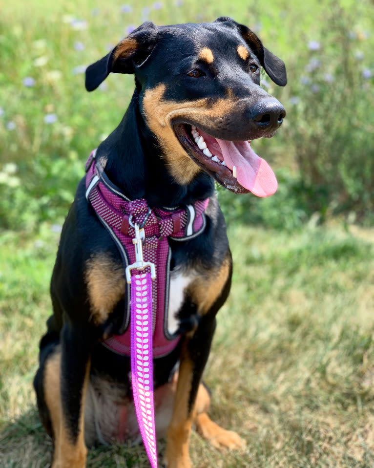 Juno, a Doberman Pinscher and American Pit Bull Terrier mix tested with EmbarkVet.com