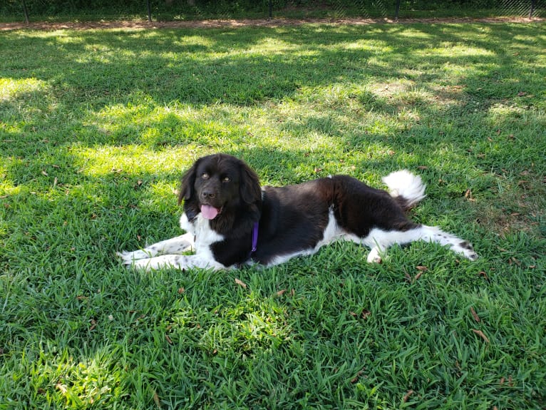 Dolly, a Newfoundland tested with EmbarkVet.com