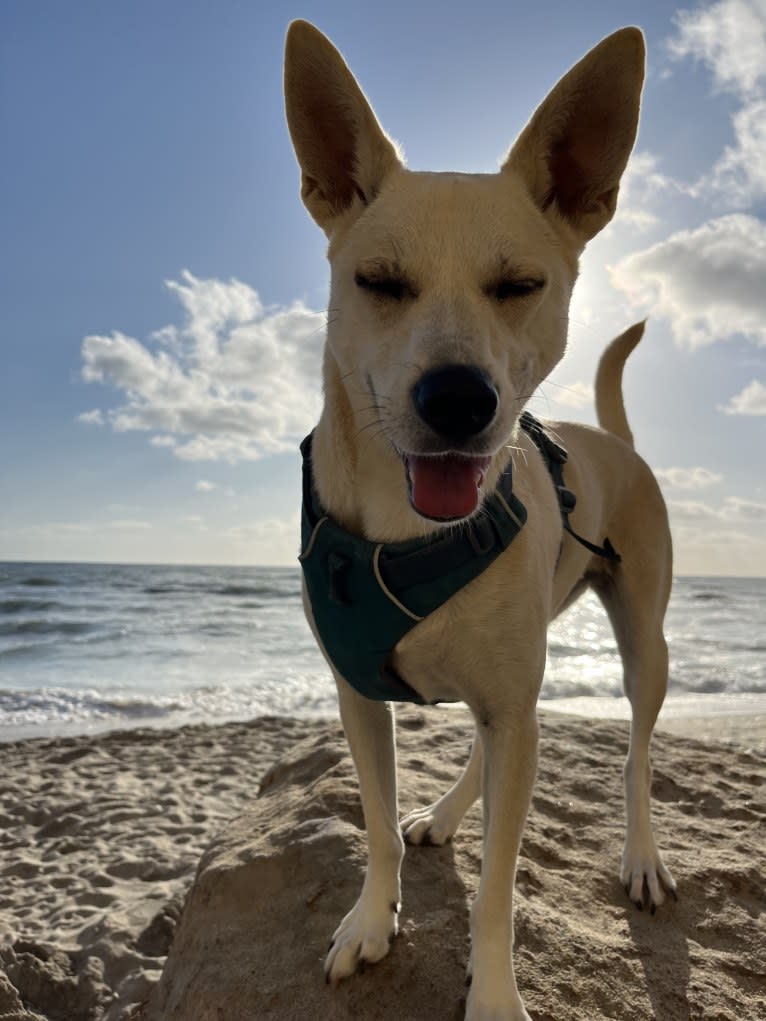 Darwin, a Siberian Husky and Chihuahua mix tested with EmbarkVet.com