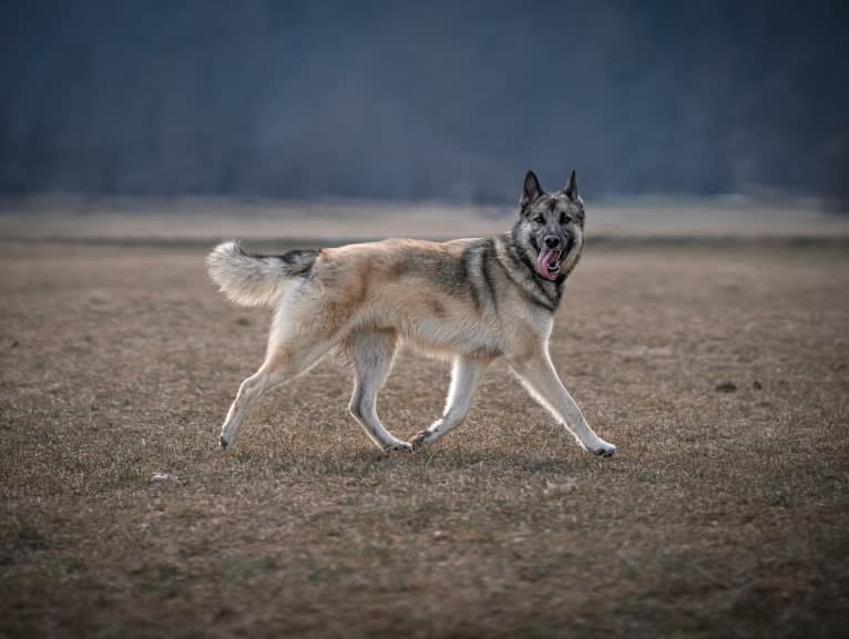 Arax a dog tested with EmbarkVet.com