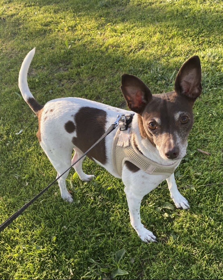 Bella, a Rat Terrier tested with EmbarkVet.com