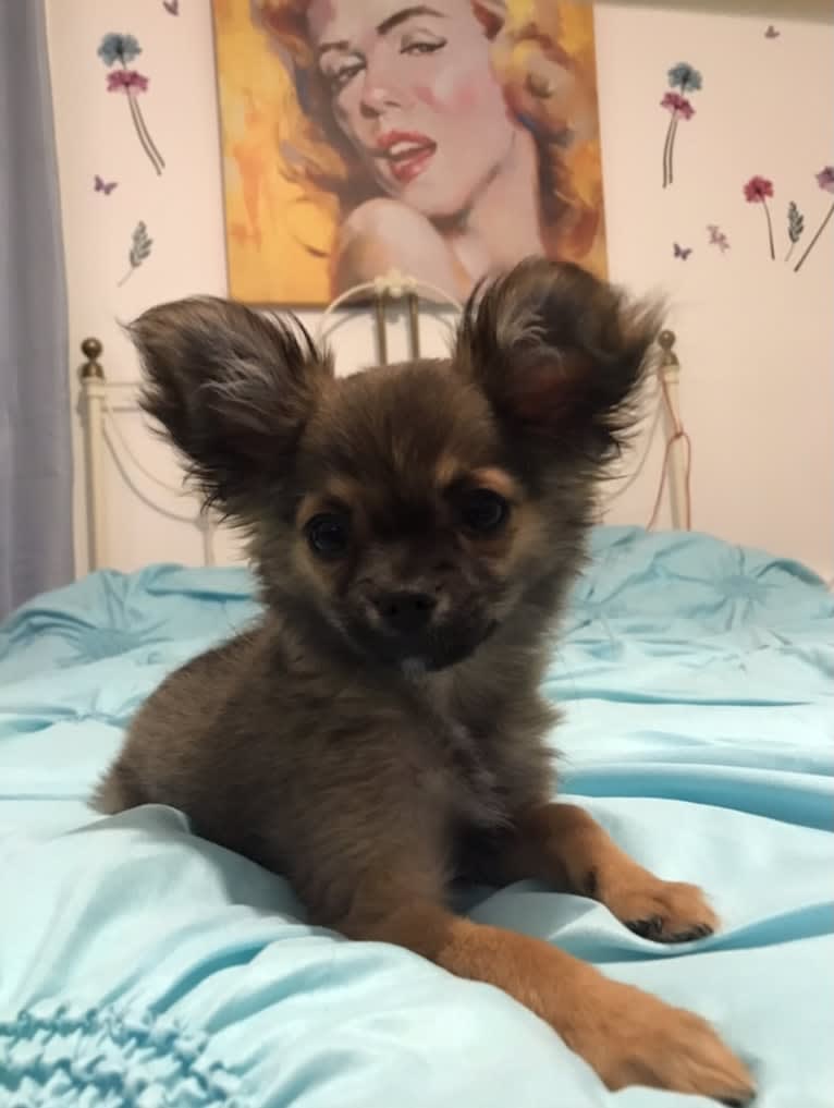 Photo of Zouky / Whisky, a Chihuahua  in Saint-Lin - Laurentides, QC, Canada
