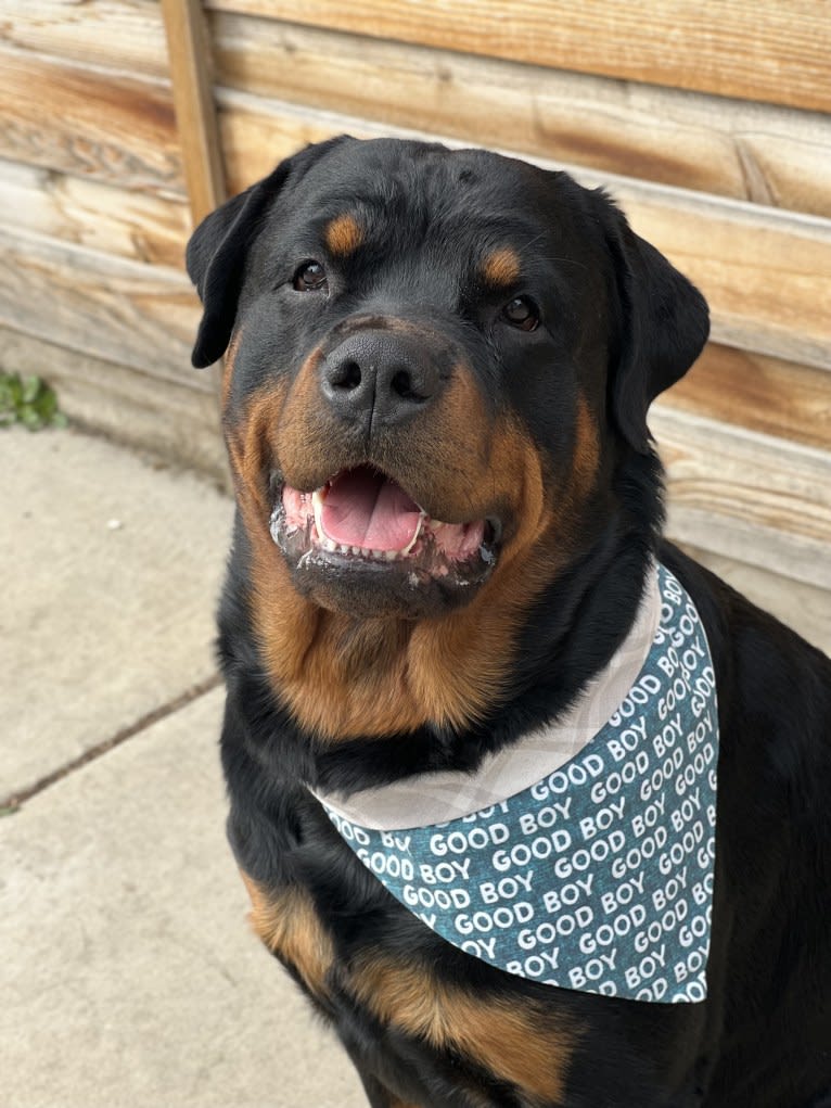 Maverick, a Rottweiler tested with EmbarkVet.com