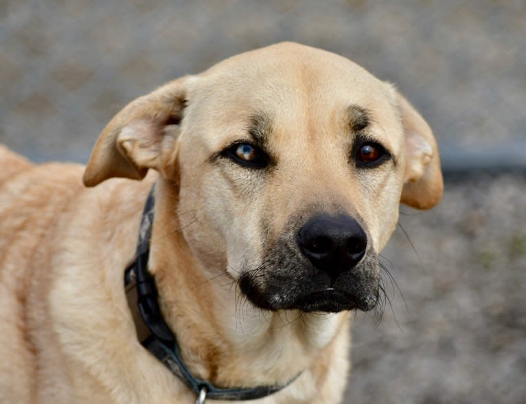 Winston, an American Pit Bull Terrier and Siberian Husky mix tested with EmbarkVet.com