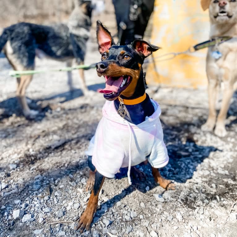 Biggie Smalls, a Miniature Pinscher tested with EmbarkVet.com