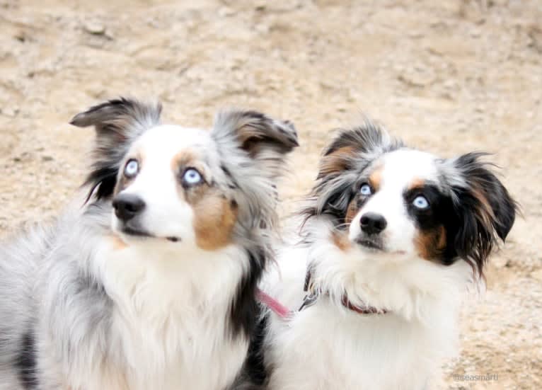 MaizyRose, an Australian Shepherd tested with EmbarkVet.com