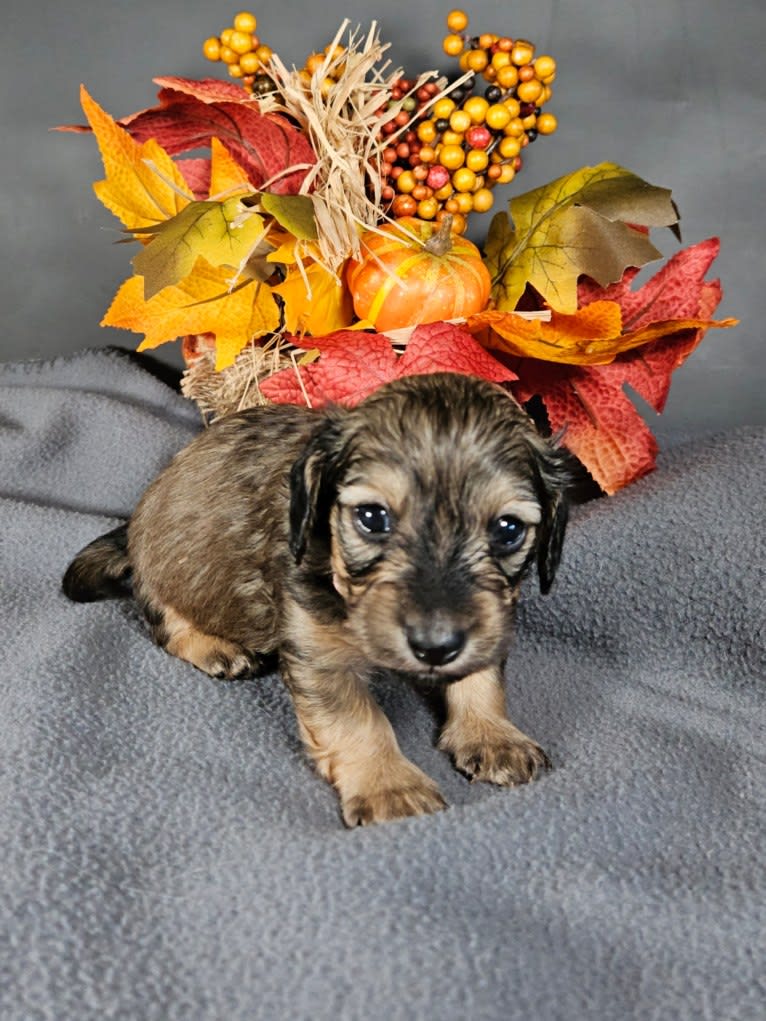 Mighty Aimee Rutledge, a Dachshund tested with EmbarkVet.com