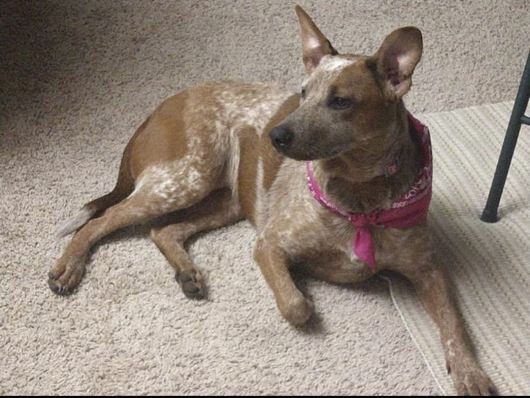 EmmyLou, an Australian Cattle Dog and American Pit Bull Terrier mix tested with EmbarkVet.com