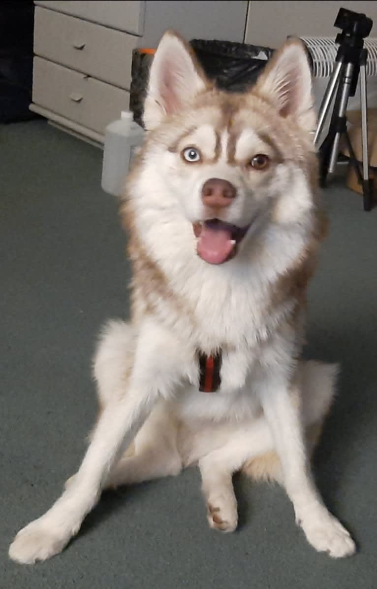 Simba, a Siberian Husky and Pomeranian mix tested with EmbarkVet.com