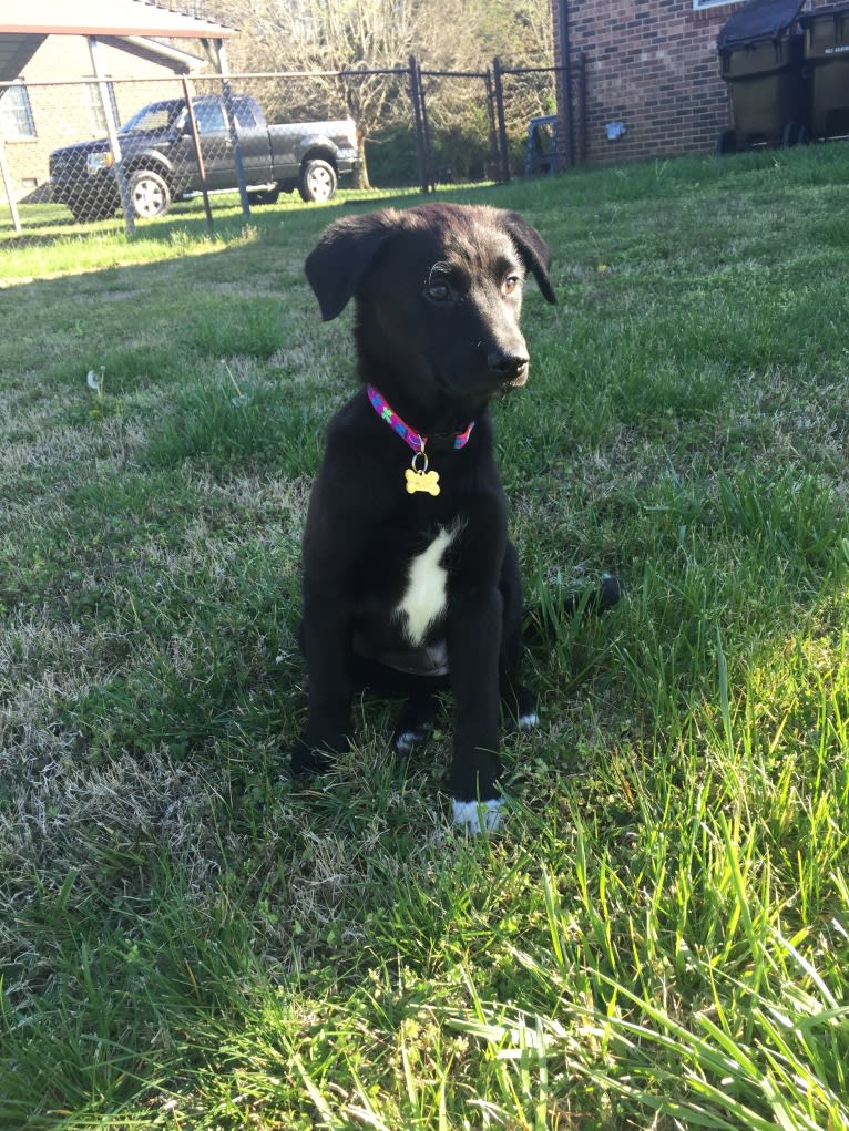 Layla Suddath, a German Shepherd Dog and Russell-type Terrier mix tested with EmbarkVet.com