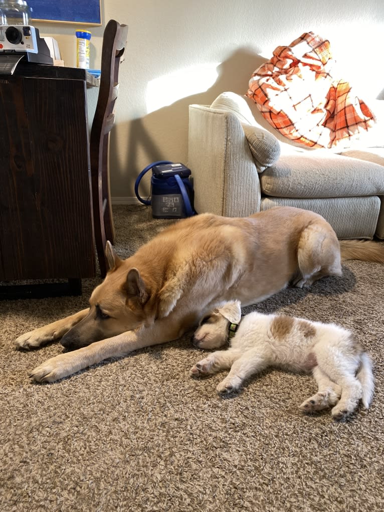 Boban, a German Shepherd Dog and Great Pyrenees mix tested with EmbarkVet.com