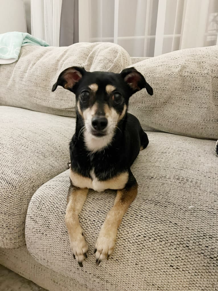 Buddy, a Chihuahua and Rat Terrier mix tested with EmbarkVet.com