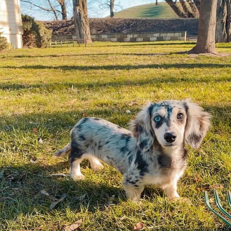 Diddy, a Dachshund tested with EmbarkVet.com