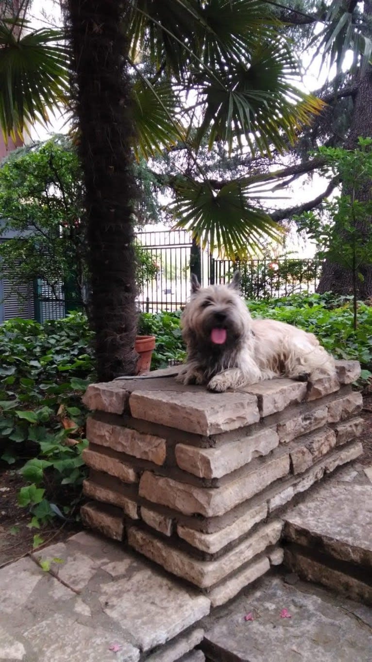 Nino, a Cairn Terrier tested with EmbarkVet.com