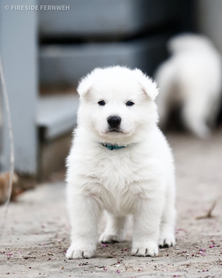 Enzo, a White Shepherd tested with EmbarkVet.com