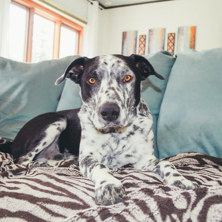 Rowdy, an Australian Cattle Dog and Border Collie mix tested with EmbarkVet.com