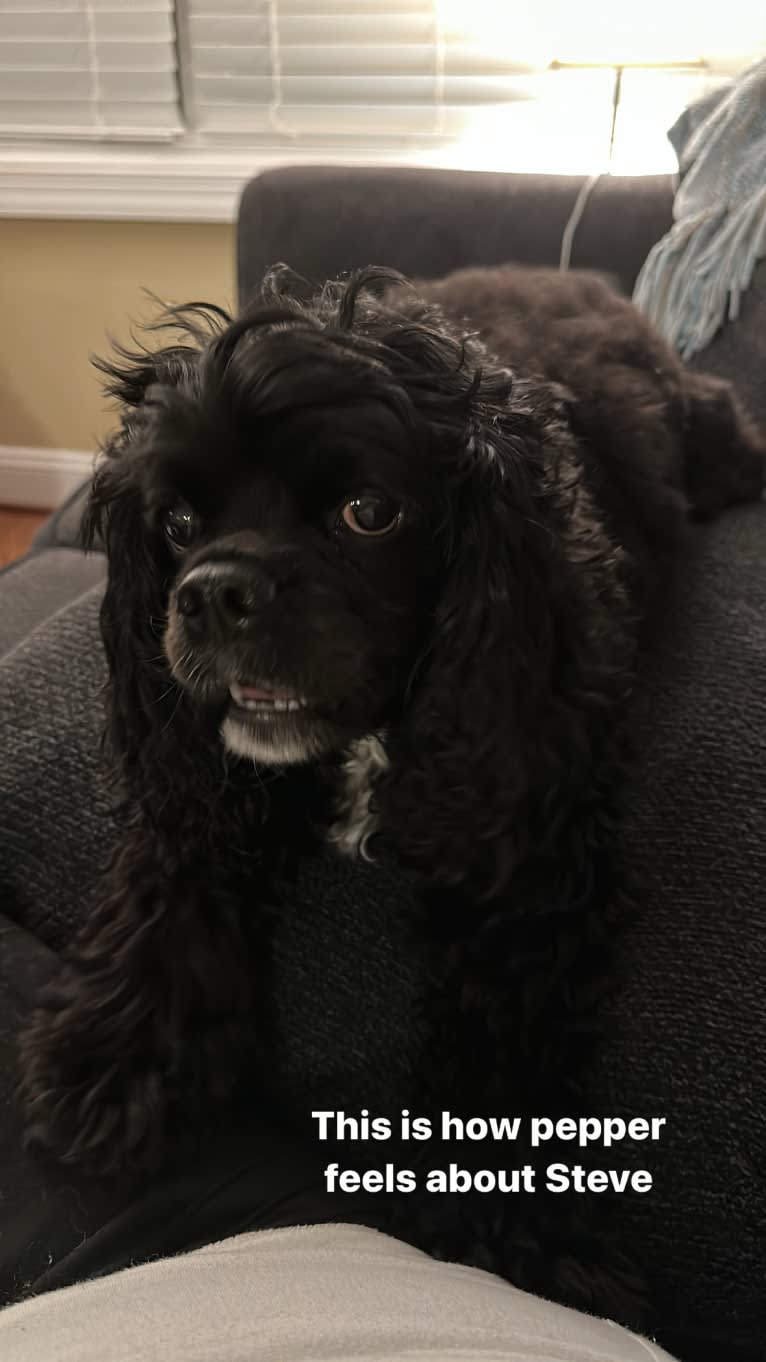 Pepper, a Cavalier King Charles Spaniel and Cocker Spaniel mix tested with EmbarkVet.com