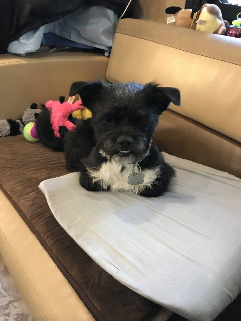 Tux, a Shih Tzu and Chihuahua mix tested with EmbarkVet.com