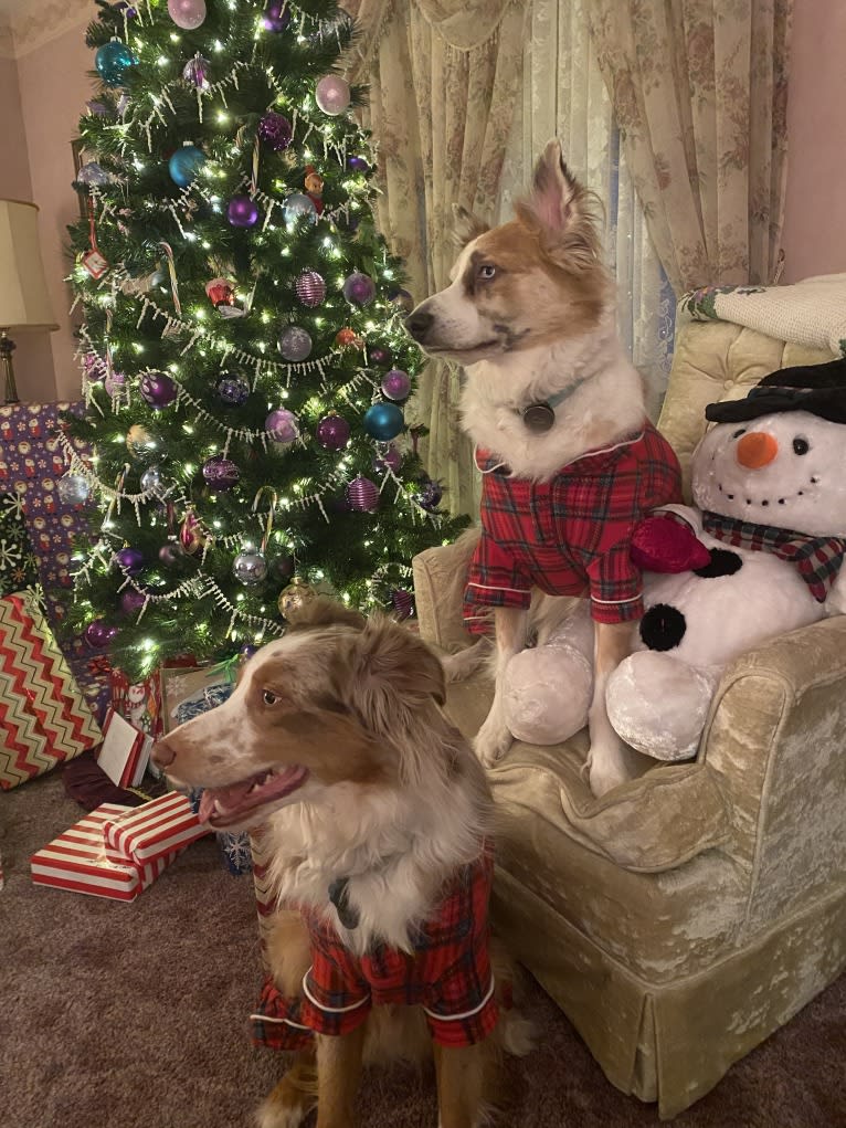 Harrison, an Australian Shepherd and Border Collie mix tested with EmbarkVet.com