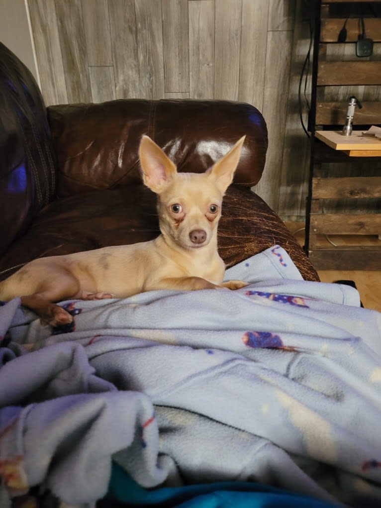 Dwayne, a Chihuahua and Yorkshire Terrier mix tested with EmbarkVet.com