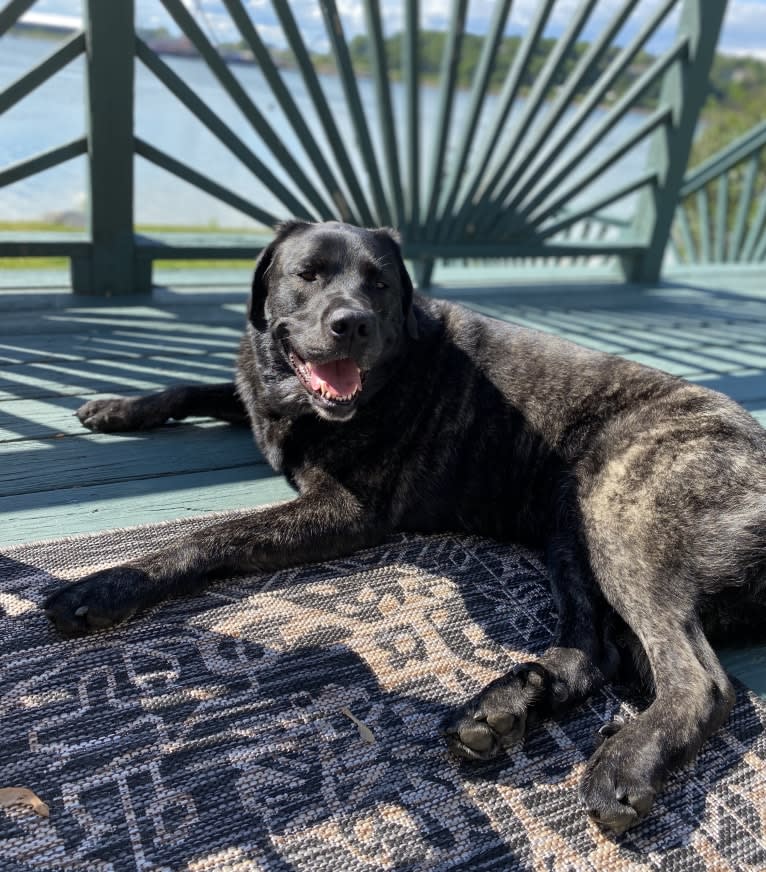 Ula, a Labrador Retriever and Saint Bernard mix tested with EmbarkVet.com