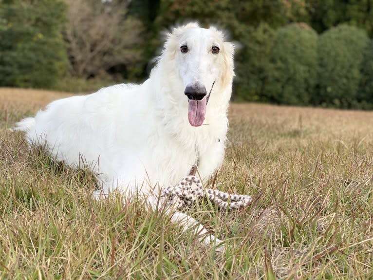 Gorbachev, a Borzoi tested with EmbarkVet.com