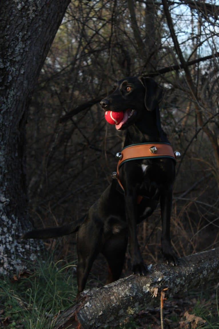 Curiosity Blue, a Labrador Retriever and Australian Shepherd mix tested with EmbarkVet.com