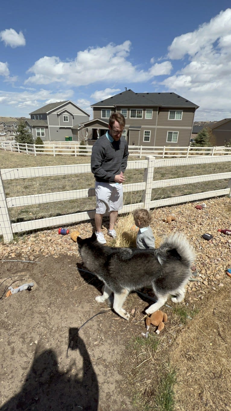 Drake Flynn, a Siberian Husky tested with EmbarkVet.com