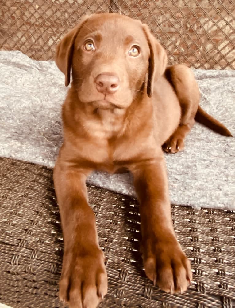 Sofia, a Labrador Retriever tested with EmbarkVet.com