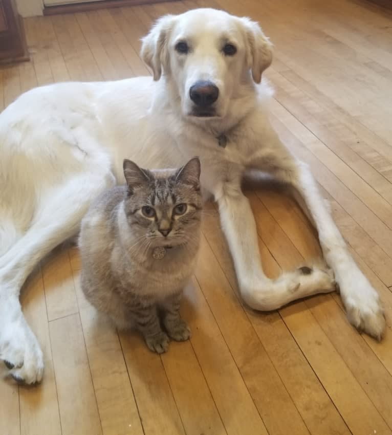 Sebastian, a Great Pyrenees and Great Dane mix tested with EmbarkVet.com