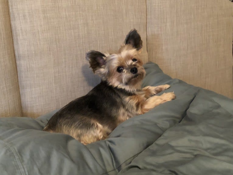 Yolo, a Yorkshire Terrier tested with EmbarkVet.com