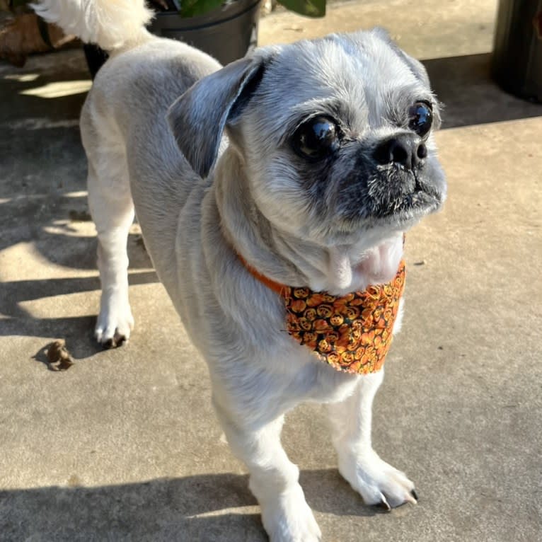 Charlie Angel, a Shih Tzu tested with EmbarkVet.com