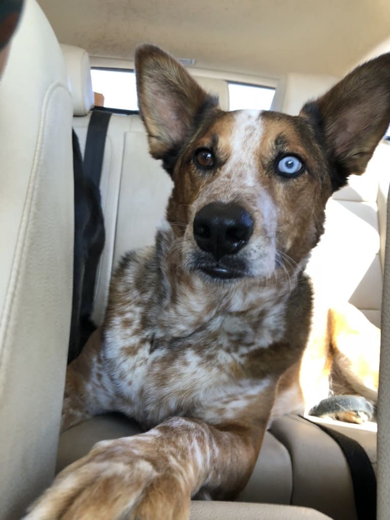 Photo of Stinson, an Australian Cattle Dog and Chow Chow mix in Lake Village, Arkansas, USA