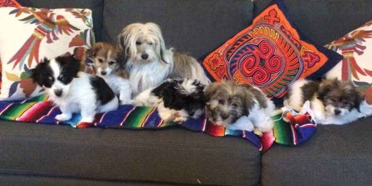 Winham’s Cowboy Cody of Cowgirl Cotons, a Coton de Tulear tested with EmbarkVet.com